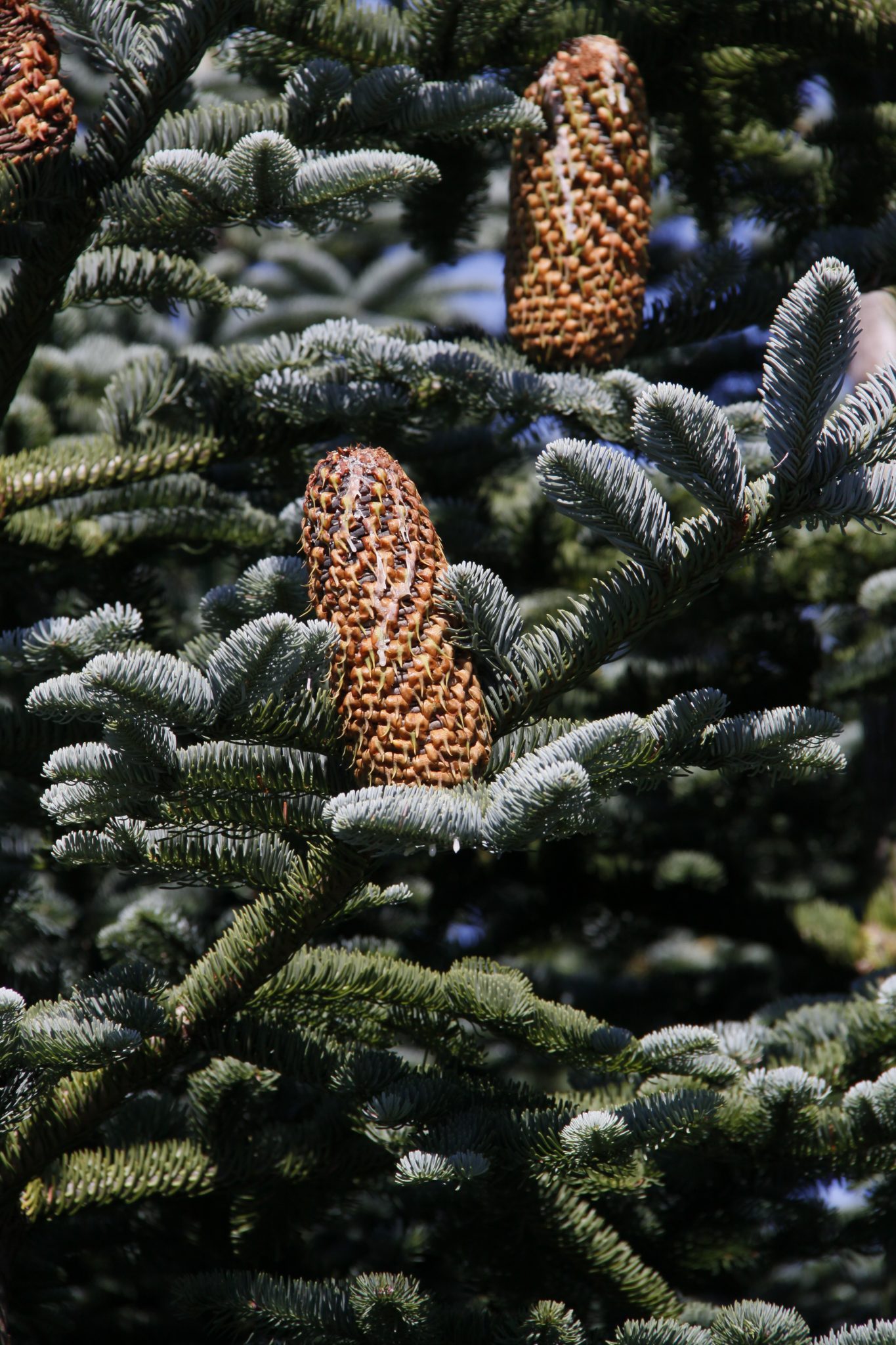 Cultiva Tu Propio Abeto Noble (Abies Procera) - 20 Semillas Para Un Jardín De Ensueño Y Navidades Mágicas