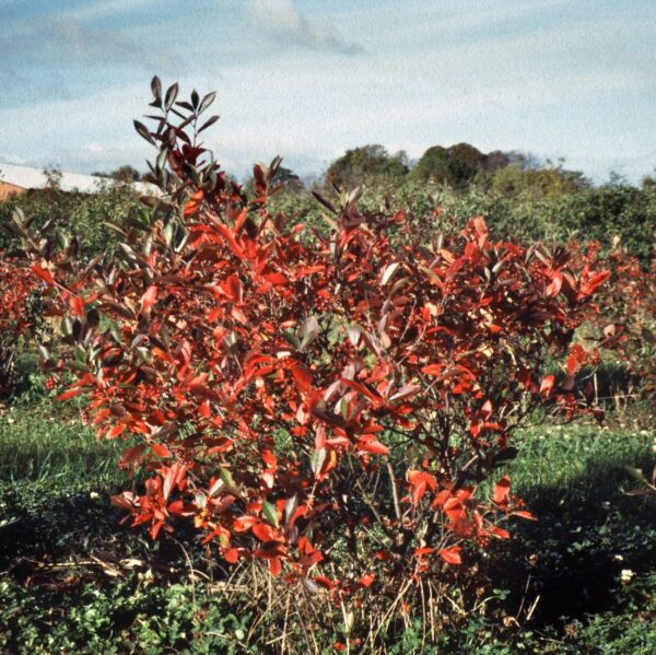 Aronia prunifolia - Billede 2