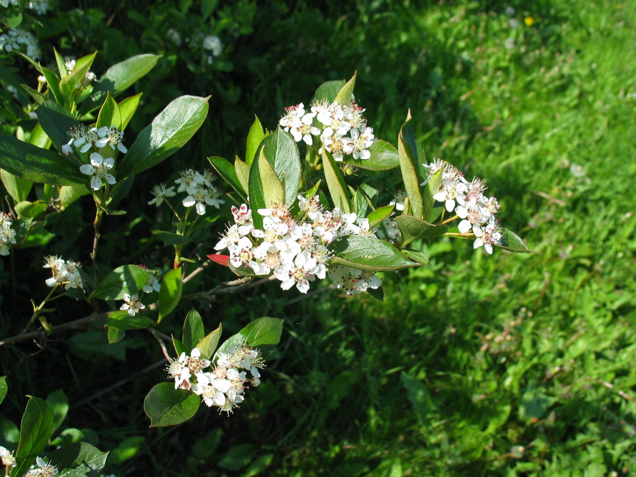 Aronia arbutifolia Levinsen A/S