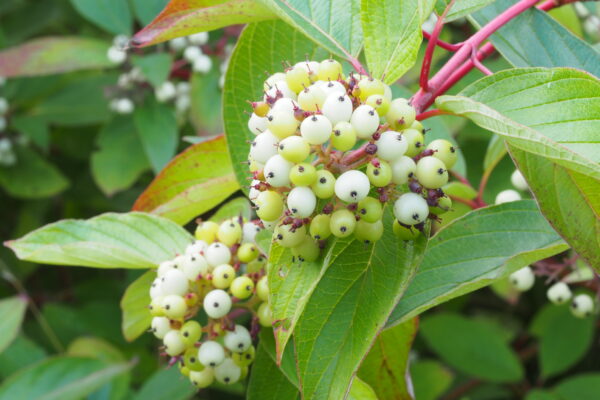 Cornus alba - Billede 2