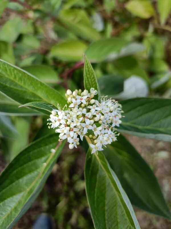 Cornus alba - Billede 3