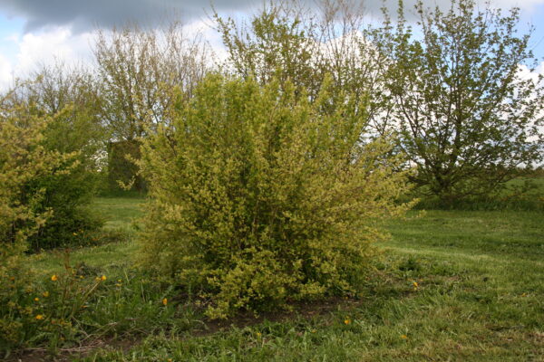 Ribes alpinum - Billede 2