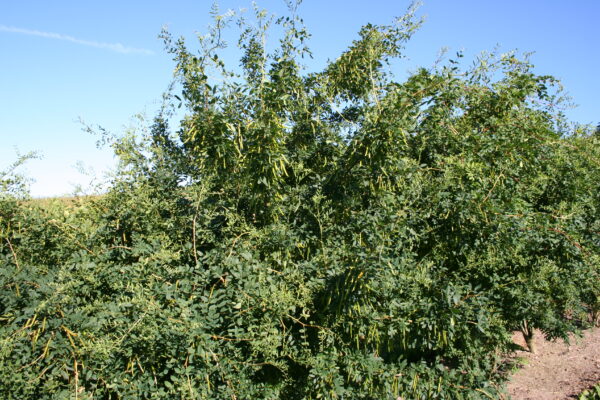 Caragana arborescens - Billede 2