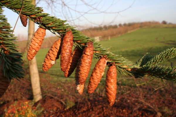 Picea abies - Billede 2