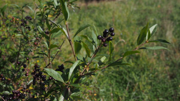 Ligustrum vulgare