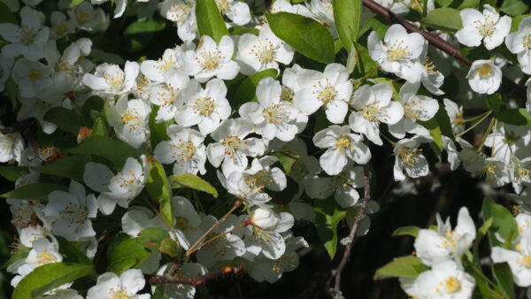 Malus sargentii - Risø L221 - Billede 2