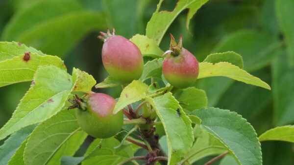 Malus sylvestris - Billede 3