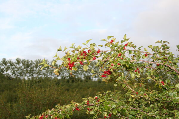 Ribes alpinum - Billede 3