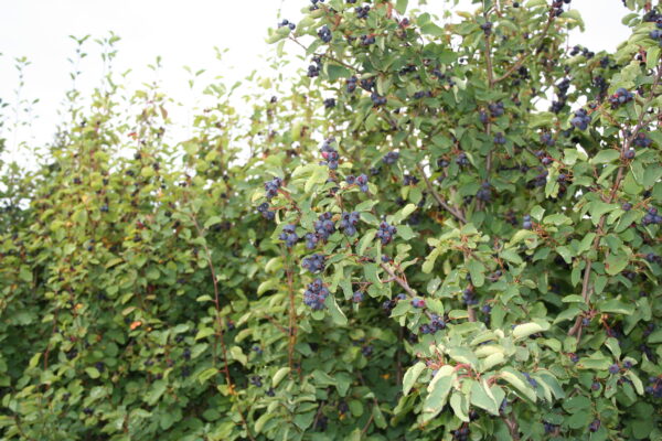 Amelanchier spicata - Billede 2