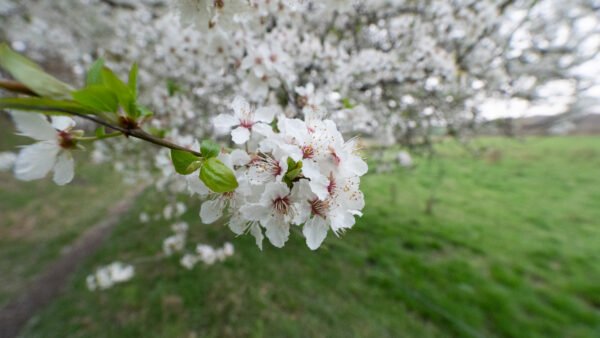 Prunus cerasifera - Image 2