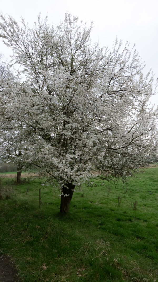 Prunus cerasifera