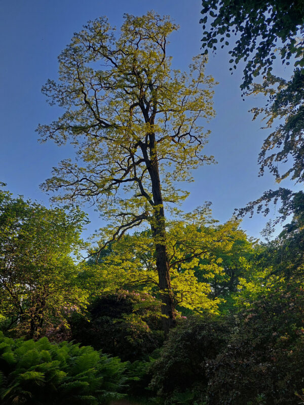 Robinia pseudoacacia - Image 2