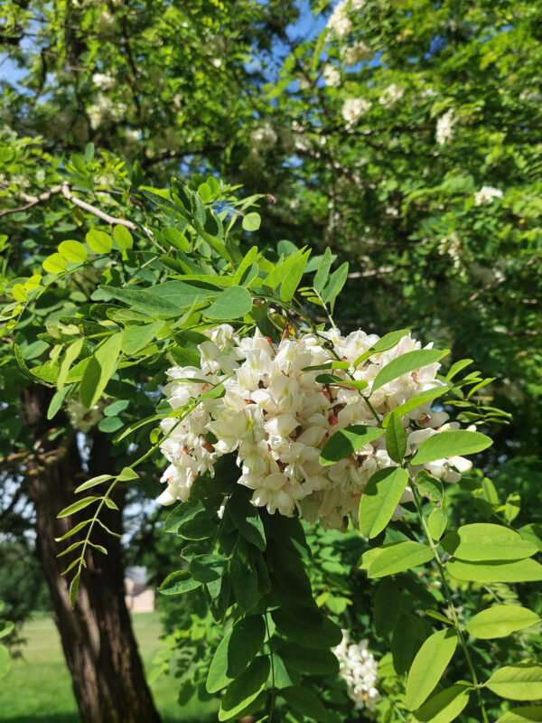 Robinia pseudoacacia