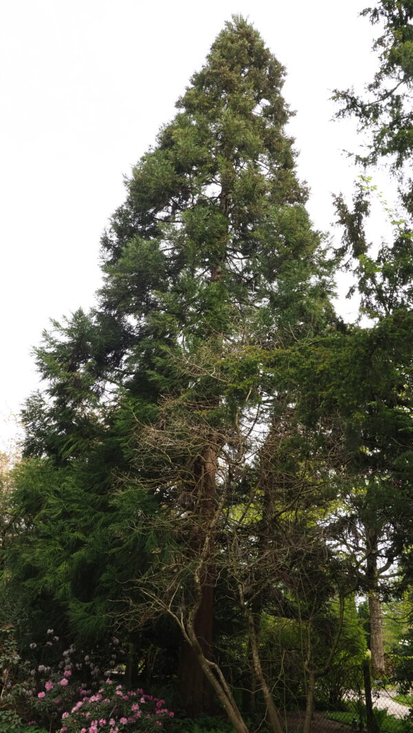 Sequoiadendron giganteum