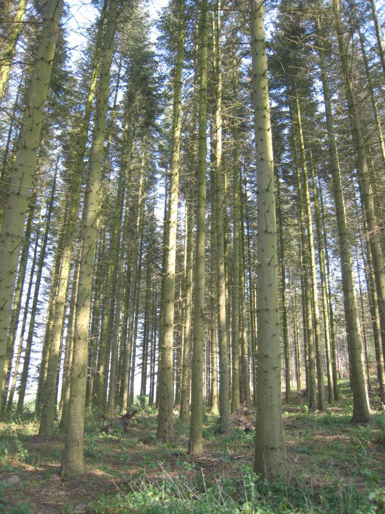 Abies grandis – Levinsen A/S | Treeseed.com