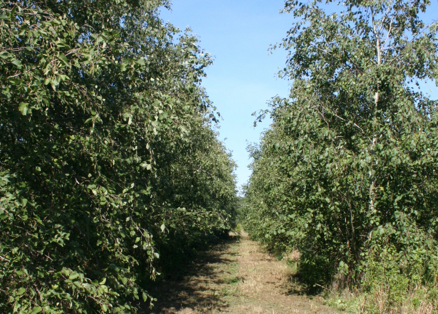 Alnus incana – Levinsen A/S | Treeseed.com