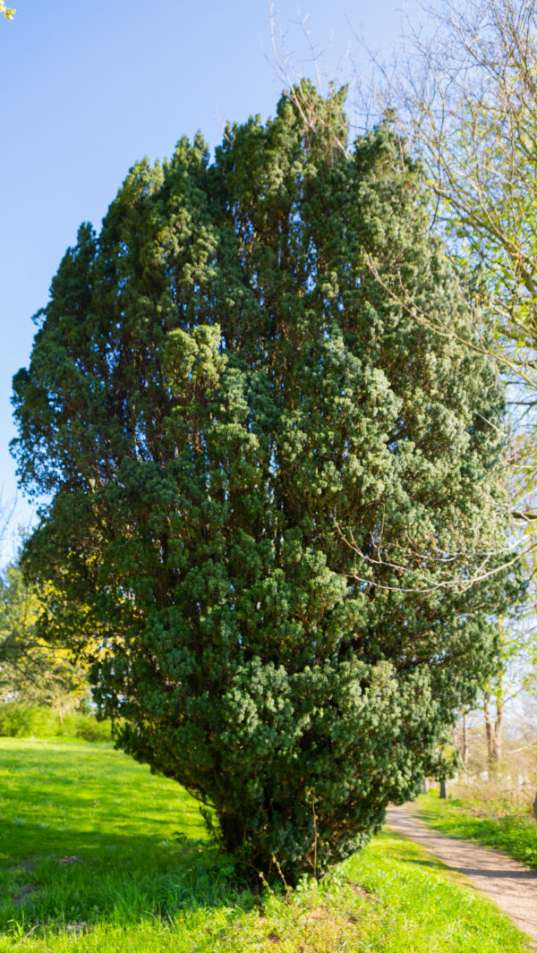 Taxus Baccata