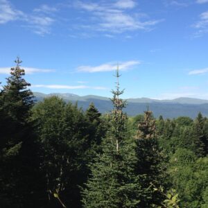 Abies nordmanniana, Georgien