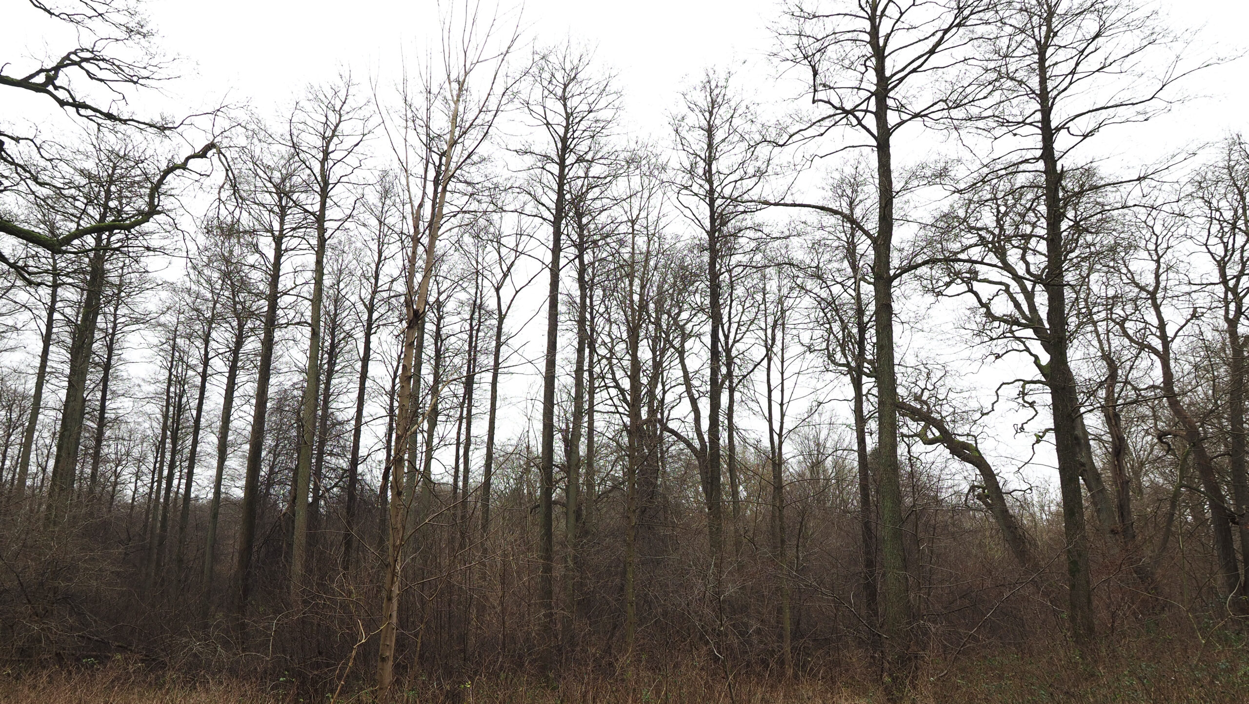 De høje træer af rødel i Vallø