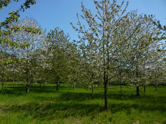 Prunus avium