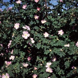 Rosa dumalis