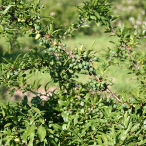 Umodne frugter af slåen