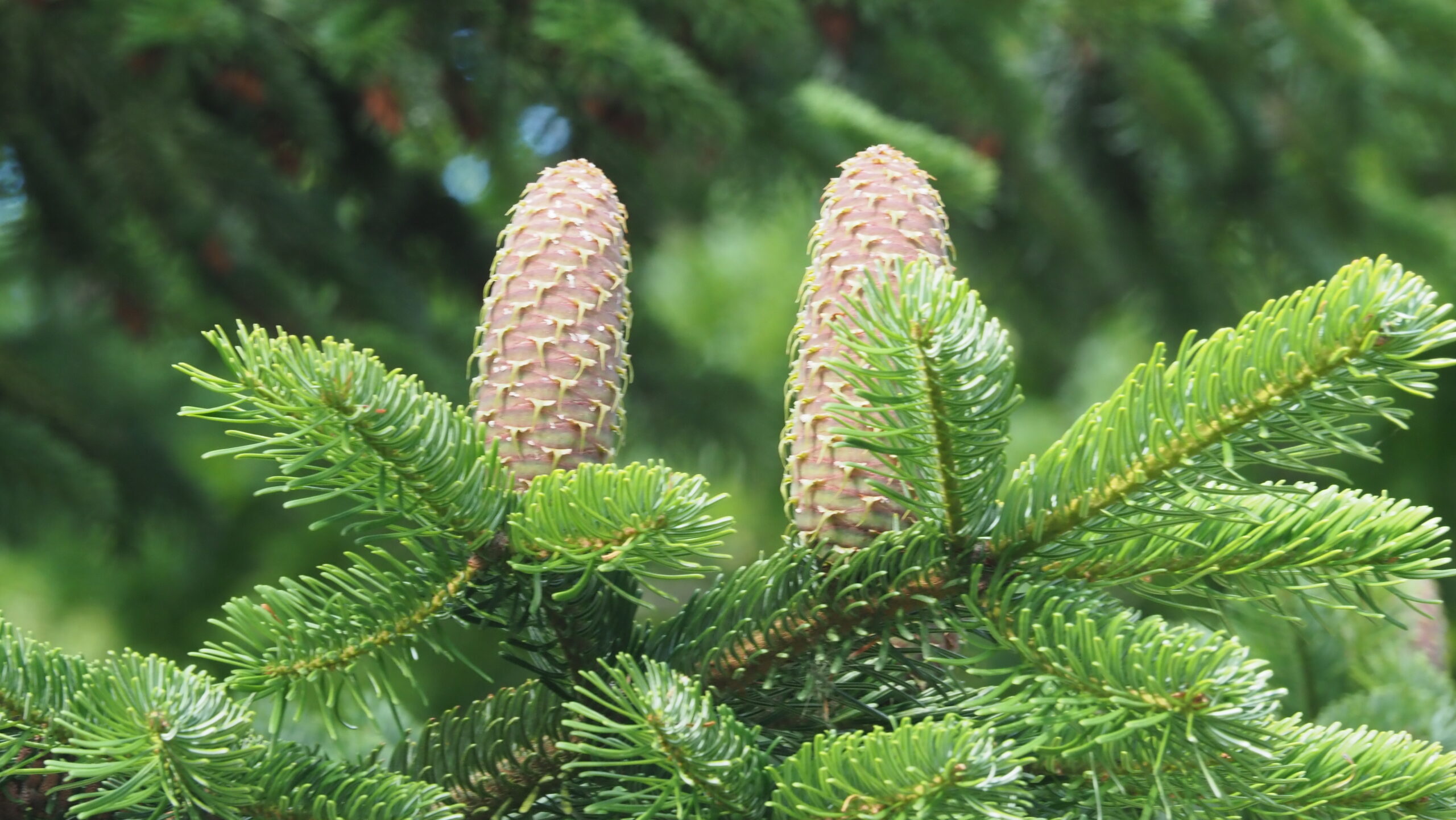 Abies alba, Bækkelund FP242