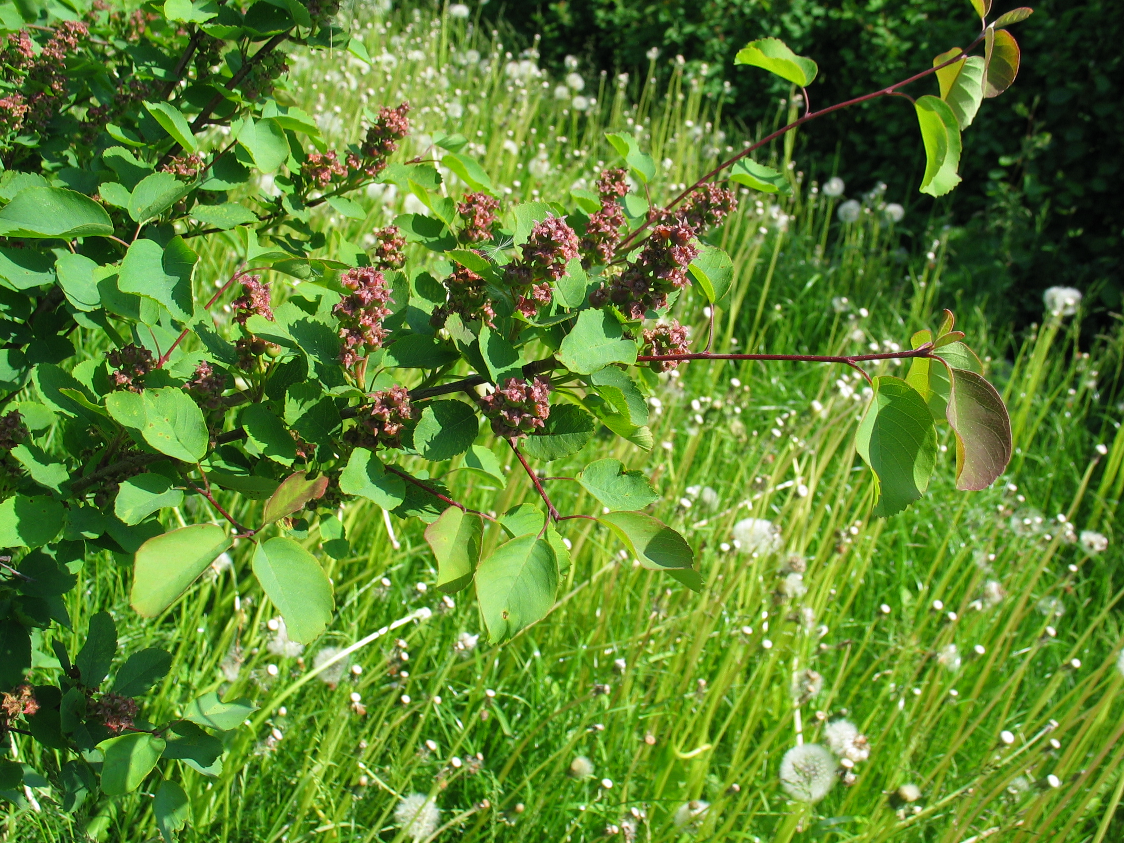 Amelanchier alnifolia - Billede 2