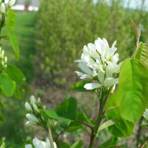 Amelanchier alnifolia