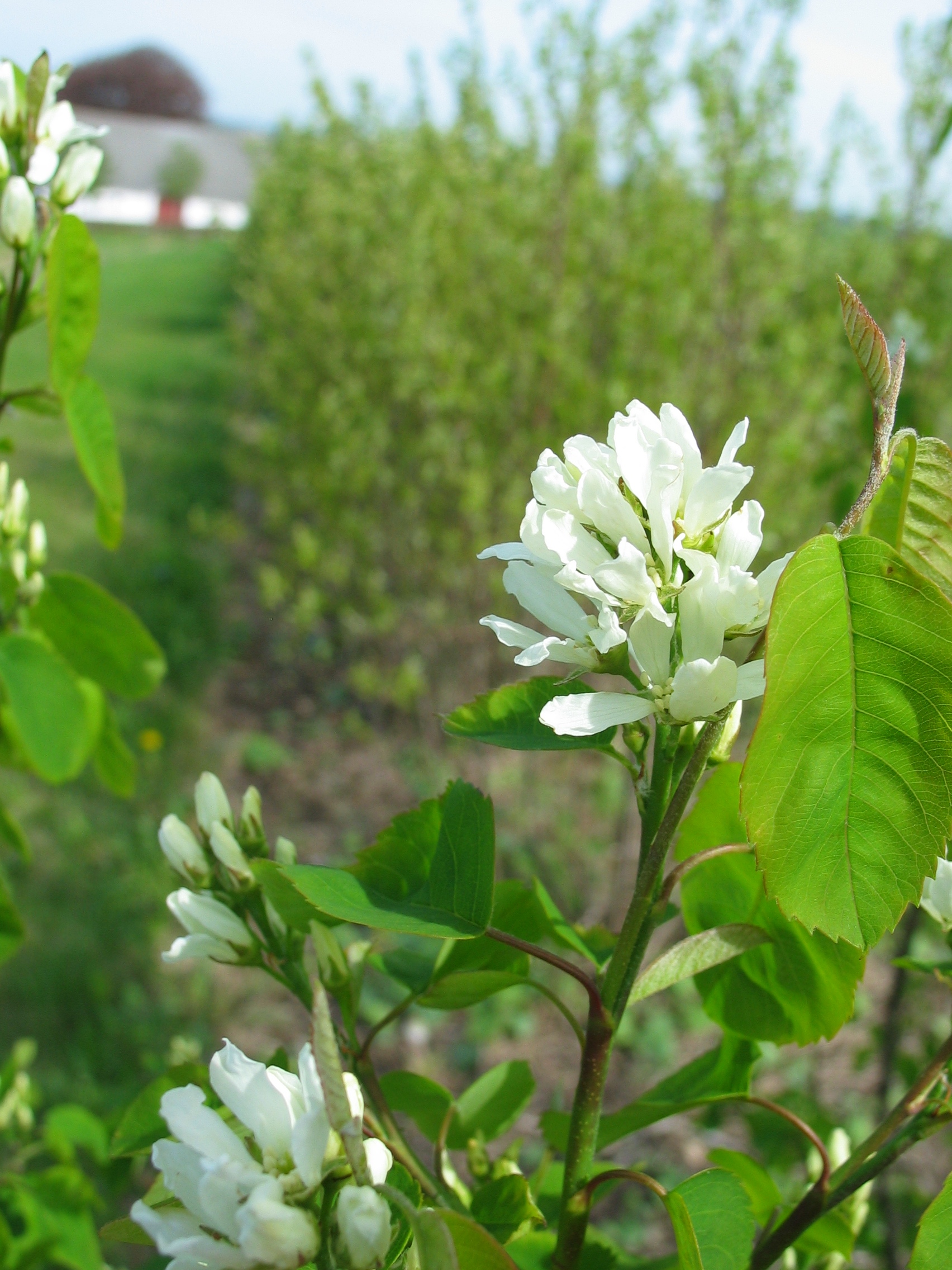 Amelanchier alnifolia