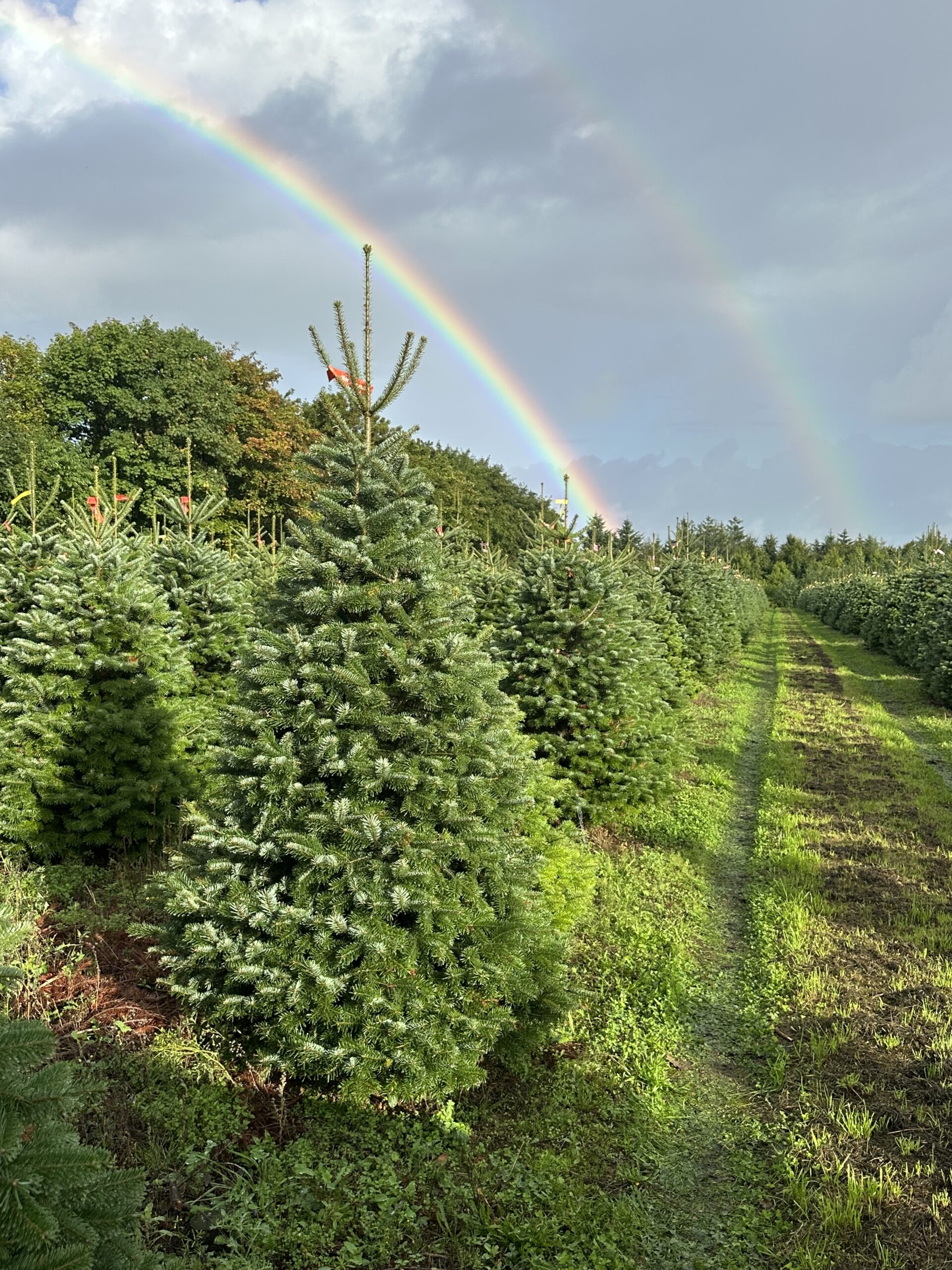 Abies bornmülleriana frøplantage